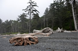 Mora Beach Olympic NP Washington