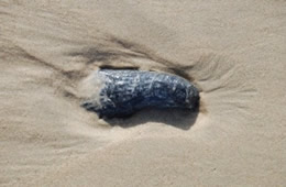 Oyster Shell on the Beach