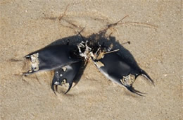 Skate Egg Sacs on the Beach