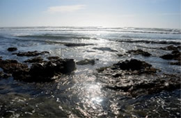 Tidal Pool Fitzgerald Marine Reserve