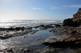 Tidal Pool Fitzgerald Marine Reserve