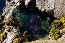 Tidal Pool Fitzgerald Marine Reserve