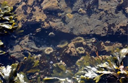 Tidal Pool Fitzgerald Marine Reserve