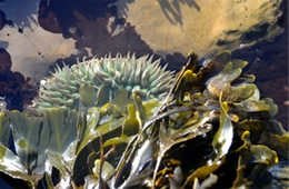 Tidal Pool Fitzgerald Marine Reserve