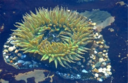 Tidal Pool Fitzgerald Marine Reserve