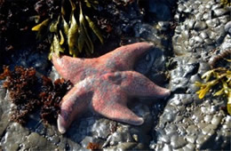 Tidal Pool Fitzgerald Marine Reserve