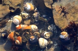 Tidal Pool Fitzgerald Marine Reserve