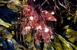 Tidal Pool Fitzgerald Marine Reserve