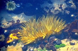 Tidal Pool Fitzgerald Marine Reserve