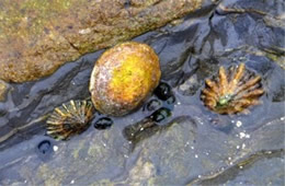 Tidal Pool Point Lobos State Natural Reserve