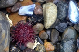 Tidal Pool Point Lobos State Natural Reserve