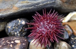 Tidal Pool Point Lobos State Natural Reserve