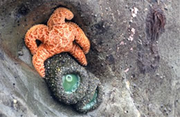 Tidal Pool Mora Beach Olympic National Park