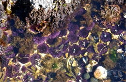 Tidal Pool Yaquina Head Outstanding Natural Area