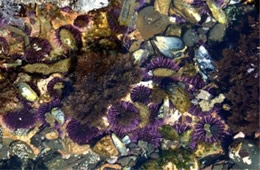 Tidal Pool Yaquina Head Outstanding Natural Area