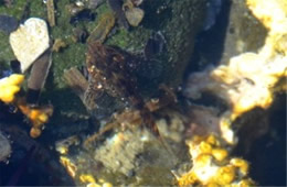 Tidal Pool Yaquina Head Outstanding Natural Area