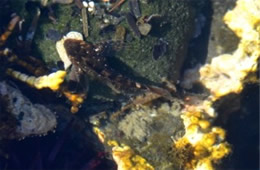 Tidal Pool Yaquina Head Outstanding Natural Area