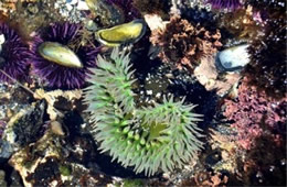 Tidal Pool Yaquina Head Outstanding Natural Area