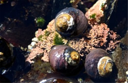 Tidal Pool Yaquina Head Outstanding Natural Area