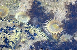 Tidal Pool Smelt Sands State Recreation Site Oregon