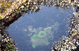 Tidal Pool Smelt Sands State Recreation Site Oregon