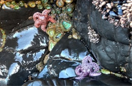 Tidal Pool Smelt Sands State Recreation Site Oregon