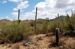 Saguaro Desert