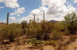 Saguaro Desert