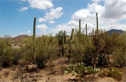 Saguaro Desert