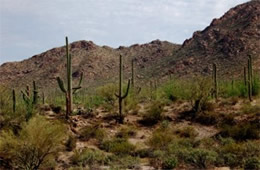 Saguaro Desert