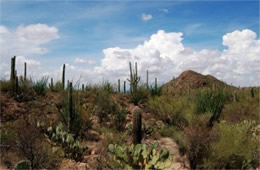 Saguaro Desert