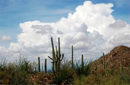 Saguaro Desert