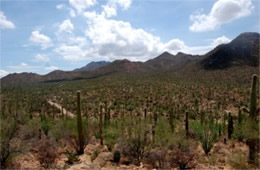 Saguaro Desert