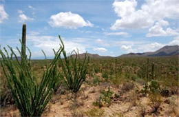 Saguaro Desert