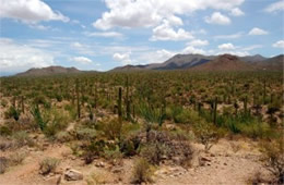 Saguaro Desert