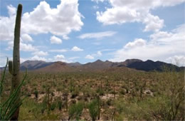 Saguaro Desert