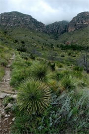 Guadalupe Mountains