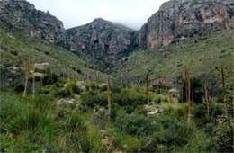 Guadalupe Mountains