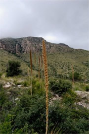 Guadalupe Mountains