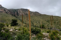 Guadalupe Mountains