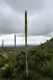 Guadalupe Mountains