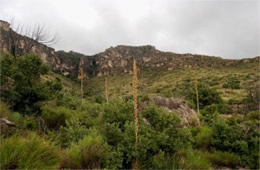 Guadalupe Mountains