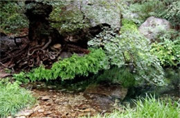 Smith Spring Guadalupe Mountains