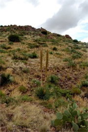 New Mexico Desert