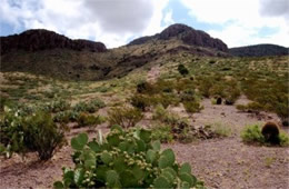 New Mexico Desert