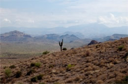 Sonoran Desert