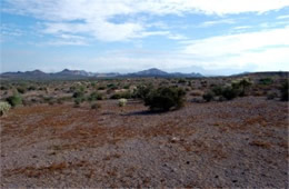 Sonoran Desert