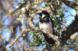 Melanerpes formicivorus - Acorn Woodpecker