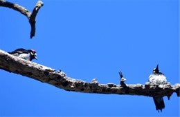 Melanerpes formicivorus - Acorn Woodpeckers