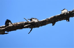 Melanerpes formicivorus - Acorn Woodpecker